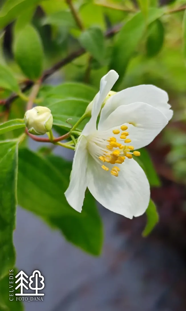 Philadelphus   'Arctica'